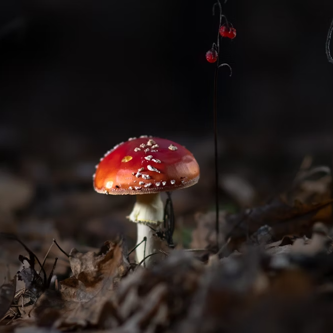 Unveiling the Diverse World of Amanita Mushrooms: From the Iconic Fly Agaric to the Lethal Death Cap